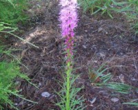 liatris spicata 6-11.jpg